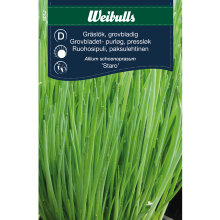 Purløg, grovbladet 'Staro'